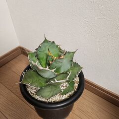 アガベ　チタノタ　観葉植物　多肉植物の画像