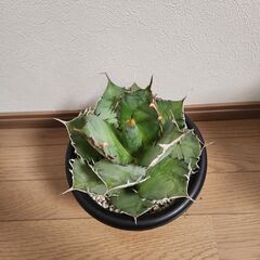アガベ　チタノタ　観葉植物　多肉植物の画像