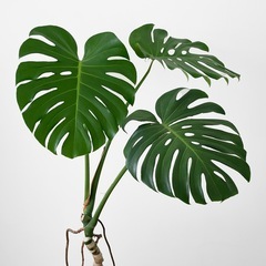 観葉植物 モンステラ 140cmの画像