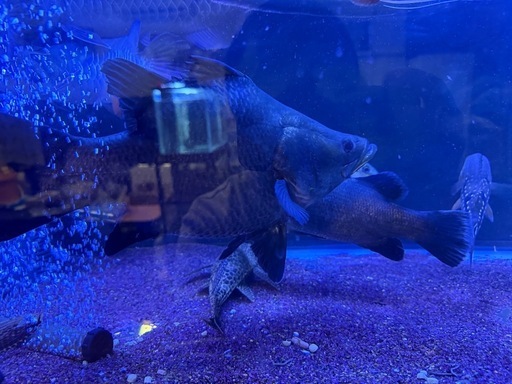 ウルトラショートバラマンディ