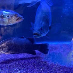 ウルトラショートバラマンディの画像