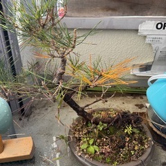 盆栽(真柏,黒松,赤松,五葉松)の画像