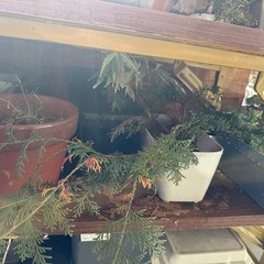 盆栽(真柏,黒松,赤松,五葉松)の画像