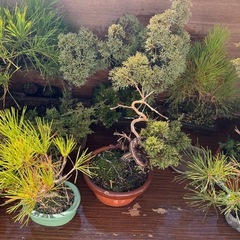 盆栽(真柏,黒松,赤松,五葉松)の画像