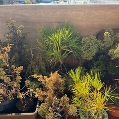 盆栽(真柏,黒松,赤松,五葉松)の画像