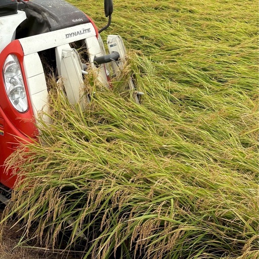 令和7年産コシヒカリ３０キロ