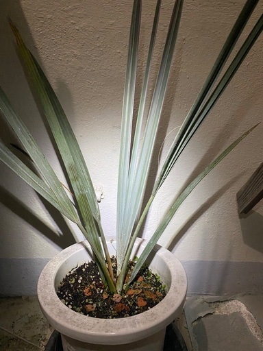 ⭐️ビスマルキア•ナビリス(シルバー)⭐️