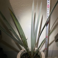 ⭐️ビスマルキア•ナビリス(シルバー)⭐️の画像