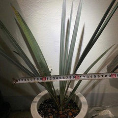 ⭐️ビスマルキア•ナビリス(シルバー)⭐️の画像