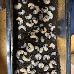 国産カブトムシの幼虫の画像