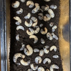 国産カブトムシの幼虫の画像