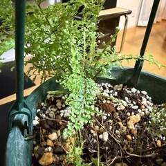 ネフロレピスの画像