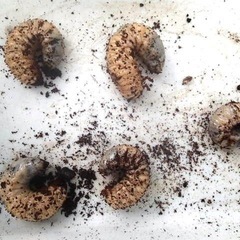 ヒルスシロカブトの幼虫の画像