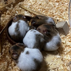 ゴールデンハムスター・生後1ヶ月