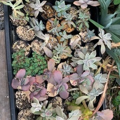 多肉植物　セダム　苗④の画像