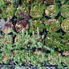 多肉植物　セダム　苗④の画像