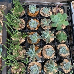 多肉植物　セダム　苗④の画像
