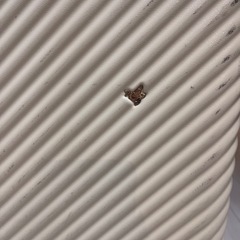 📣 木梨サイクル《限定スーツケース》の画像