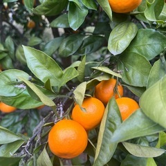 ゆら早生みかん ご家庭用  1kg400円 #16の画像