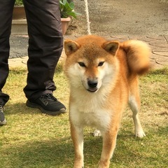 柴犬成犬男の子良血統4歳をお譲り致します。