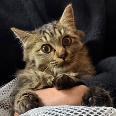 3.4ヶ月ぐらいの子です☆よろしくお願いします！