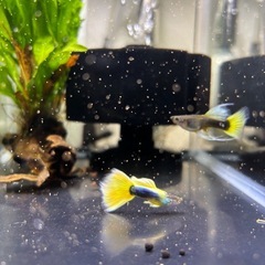グッピー　上物　Taxi リボン✨　ノーマルペア！　4枚目5枚目親魚です！の画像