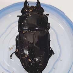 新成虫♀３頭　スマトラオオヒラタ　ＣＢＦ３の画像