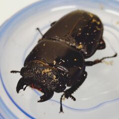 新成虫♀３頭　スマトラオオヒラタ　ＣＢＦ３の画像