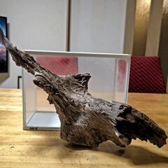 🐟️熱帯魚飼育で使用した大型流木3本セット🐡の画像