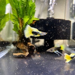 グッピー　上物　Taxi リボン！✨　トリオ(リボンペア＋ノーマルオス) 4枚目5枚目親魚です！の画像
