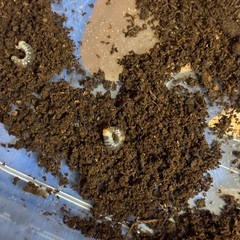 ②アマミヒラタクワガタ幼虫の画像