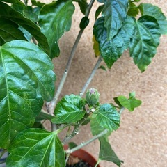 真冬に咲くハイビスカスの鉢植えの画像