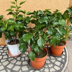 真冬に咲くハイビスカスの鉢植えの画像