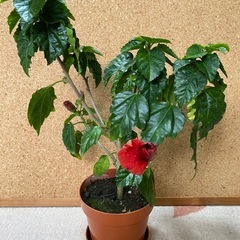 真冬に咲くハイビスカスの鉢植えの画像