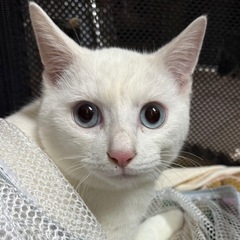 3.4ヶ月ぐらいの白猫ちゃんです★よろしくお願いします！