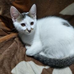 ✨️🐾🐱人好き猫好きなキジ白ちゃん🐱🐾✨️