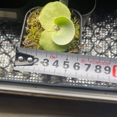 ビカクシダ　ホーンズサプライズとウィリンキー子株の画像