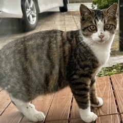 3.4ヶ月ぐらいのサバトラちゃんです★よろしくお願いします…