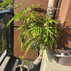 エバーフレッシュ 観葉植物の画像