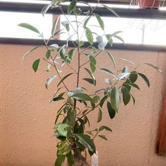 ★妖精が宿ると言われている★ガジュマルの木★【受け渡し予定者交渉中】1の画像