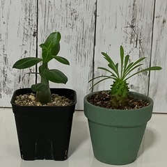 アデニウム・オベスム　ユーフォルビア・蛾眉山　セットの画像