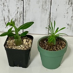 アデニウム・オベスム　ユーフォルビア・蛾眉山　セットの画像