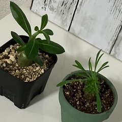 アデニウム・オベスム　ユーフォルビア・蛾眉山　セットの画像