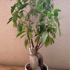 ★妖精が宿るといわれている★ガジュマルの木★２の画像