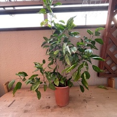 ハイビスカス　黄色　の画像