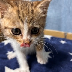 生後1ヶ月半くらいの白キジ♀ レイラちゃん