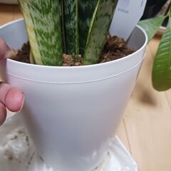 4000円　サンスベリア　サンセベリア　ローレンティー　6号　観葉植物の画像