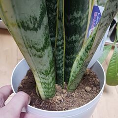 4000円　サンスベリア　サンセベリア　ローレンティー　6号　観葉植物の画像