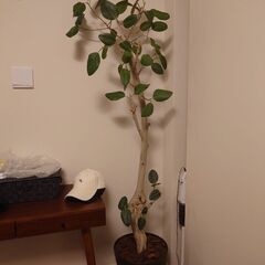 色んな家具無料、急で明日とかの画像