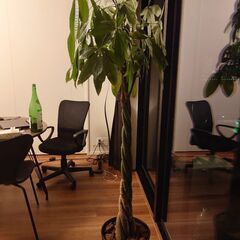 色んな家具無料、急で明日とかの画像